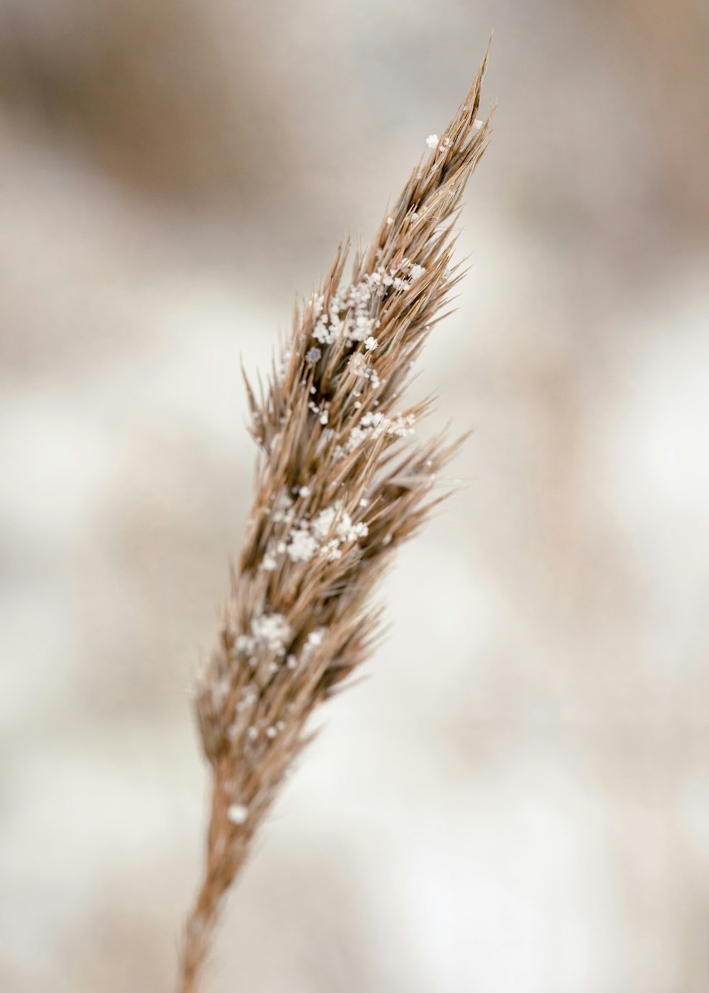 a close up of a plant with snow on it