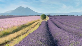 a field of lavender flowers with a mountain in the background