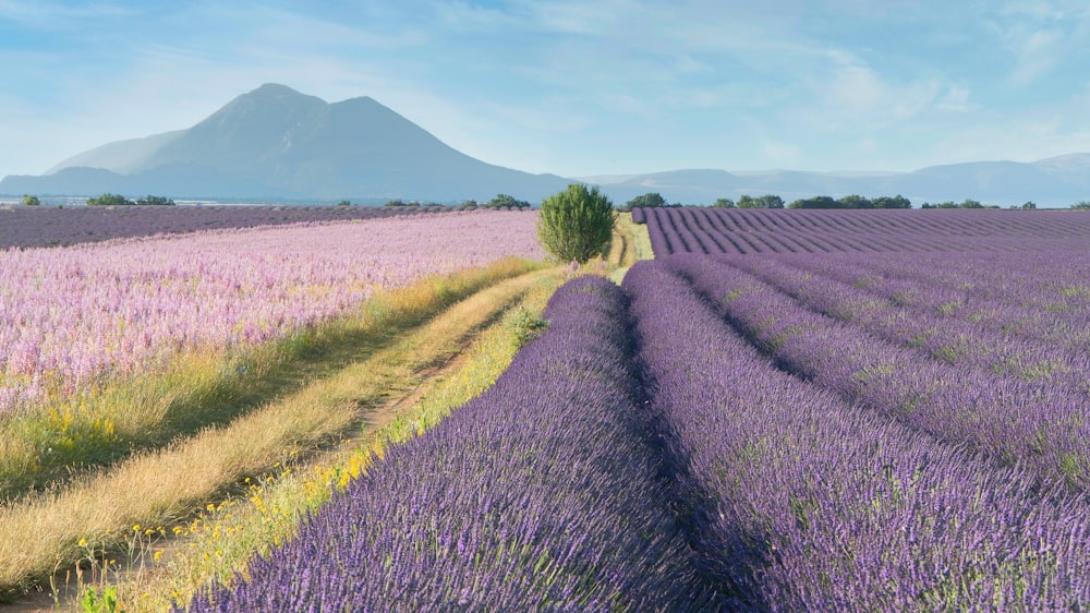 ein Feld mit Lavendelblumen mit einem Berg im Hintergrund