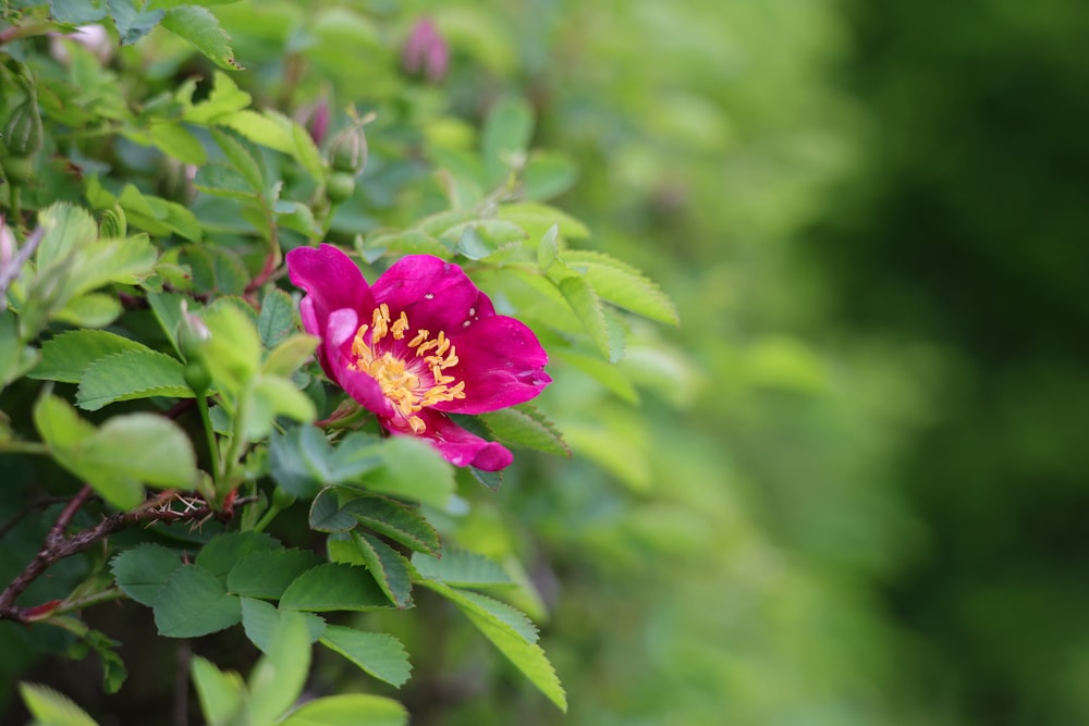 a pink flower with a yellow center surrounded by green leaves