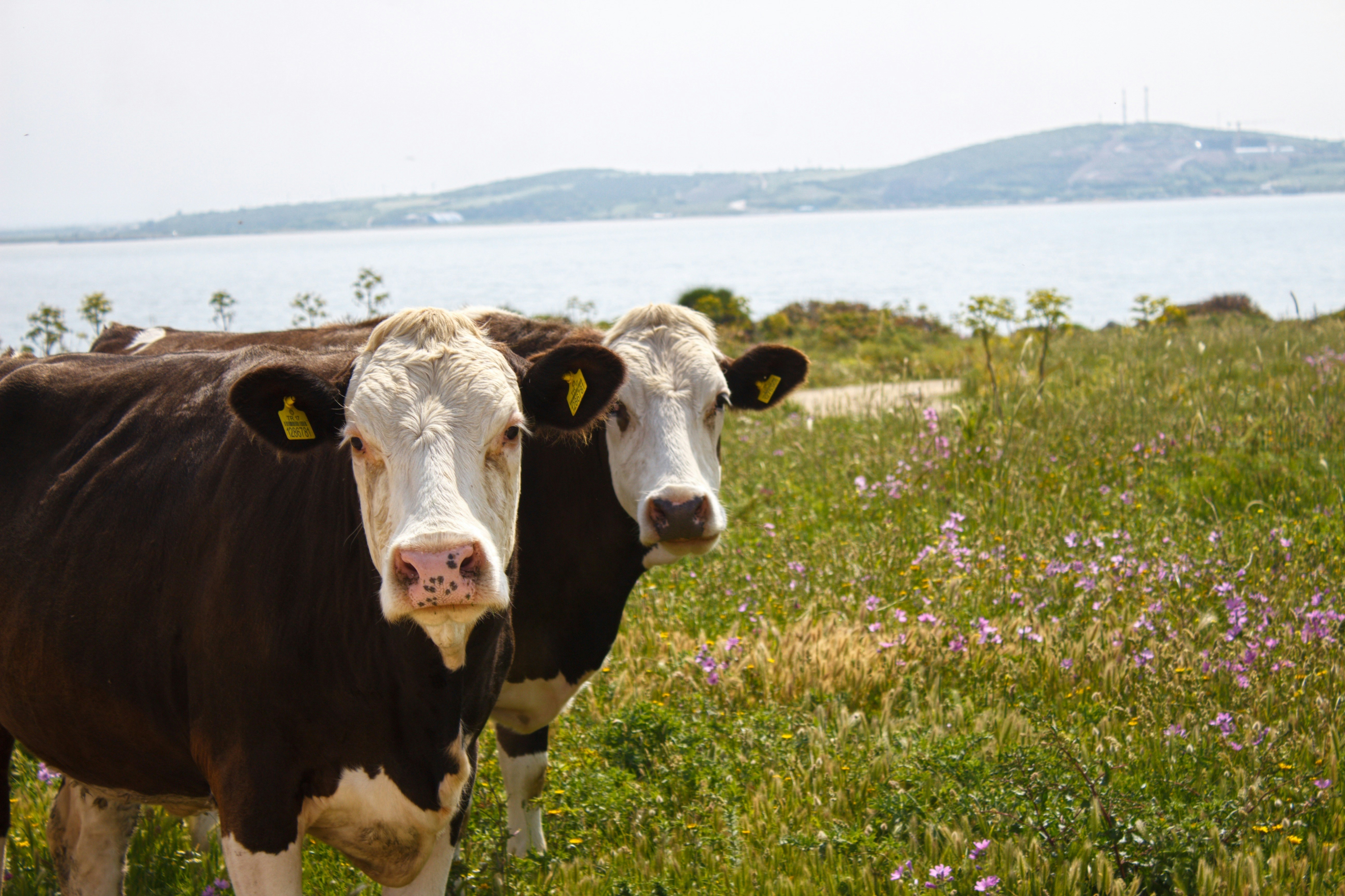 a couple of cows standing on top of a lush green field