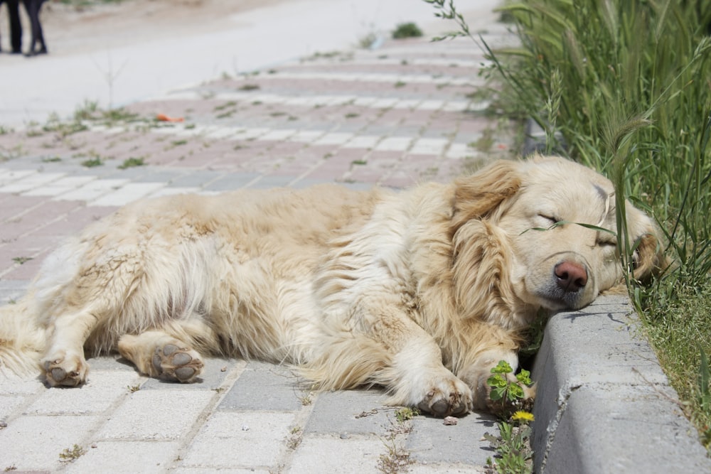 a large dog laying on a sidewalk next to a plant