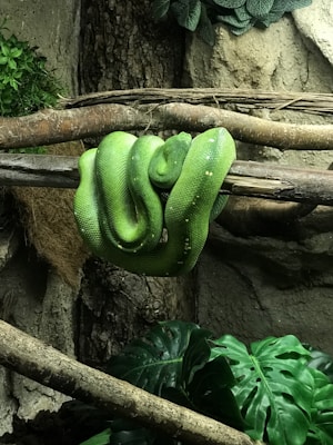 A vibrant green snake is coiled around branches in a naturalistic setting, surrounded by lush foliage and textured bark. The lighting highlights its scales, and its body forms a graceful loop across the branches.