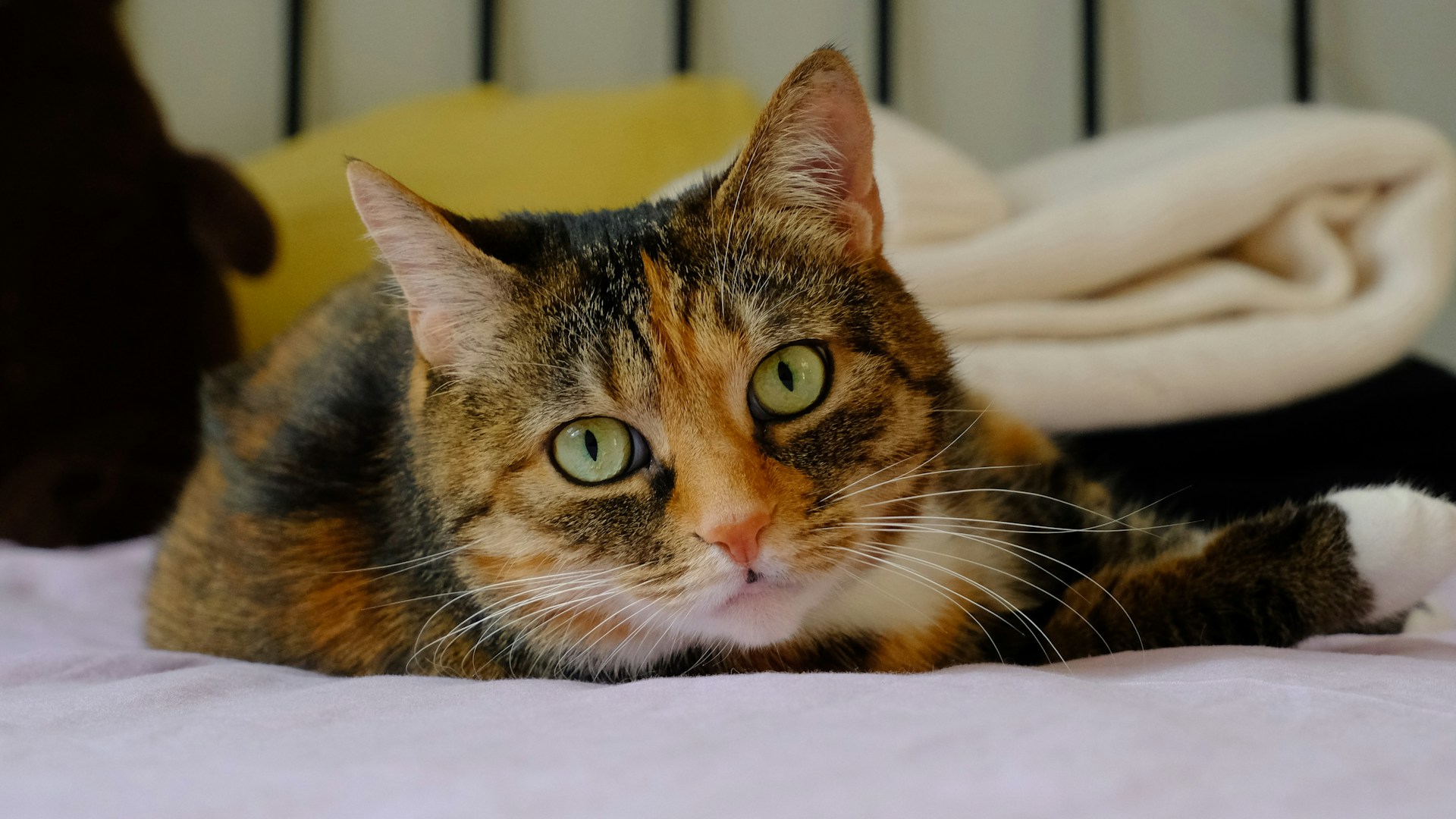 a cat laying on top of a bed next to a blanket