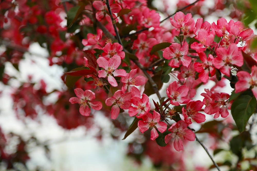 a close up of a tree with pink flowers