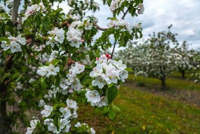 Close-up of a skilled gardener pruning a blossoming apple tree branch in an orchard.