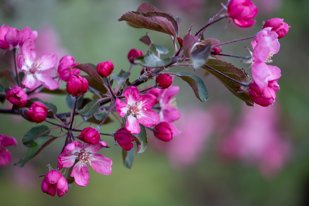 a branch with pink flowers and green leaves