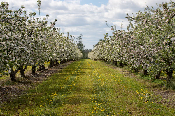 fruit tree growing