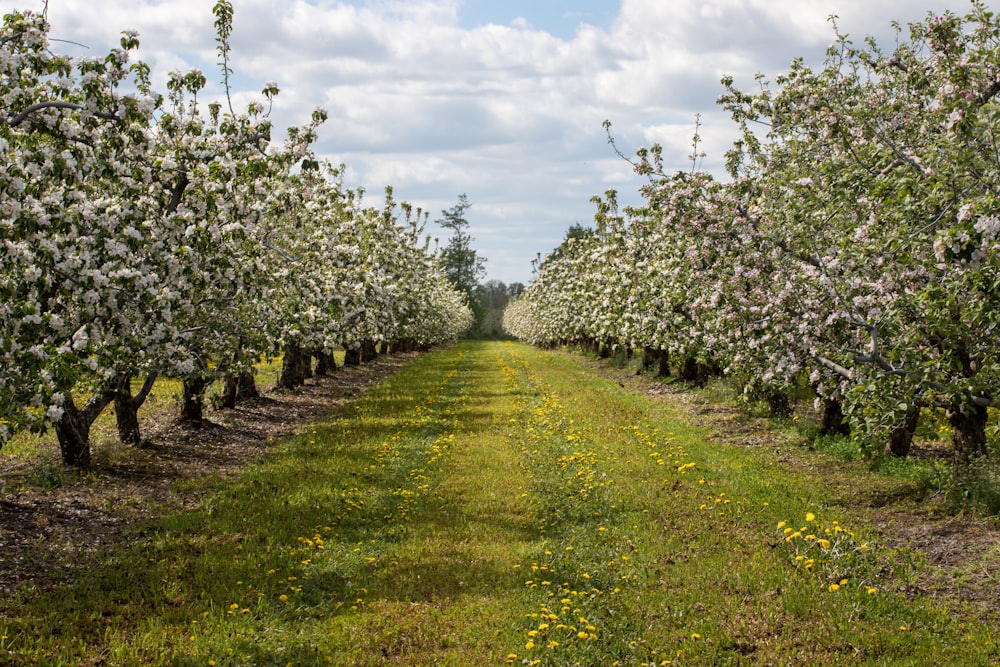 a row of trees with white flowers on them