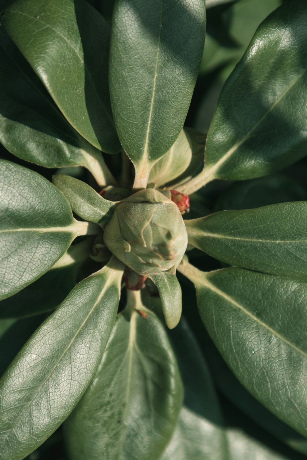 a close up of a green plant with leaves