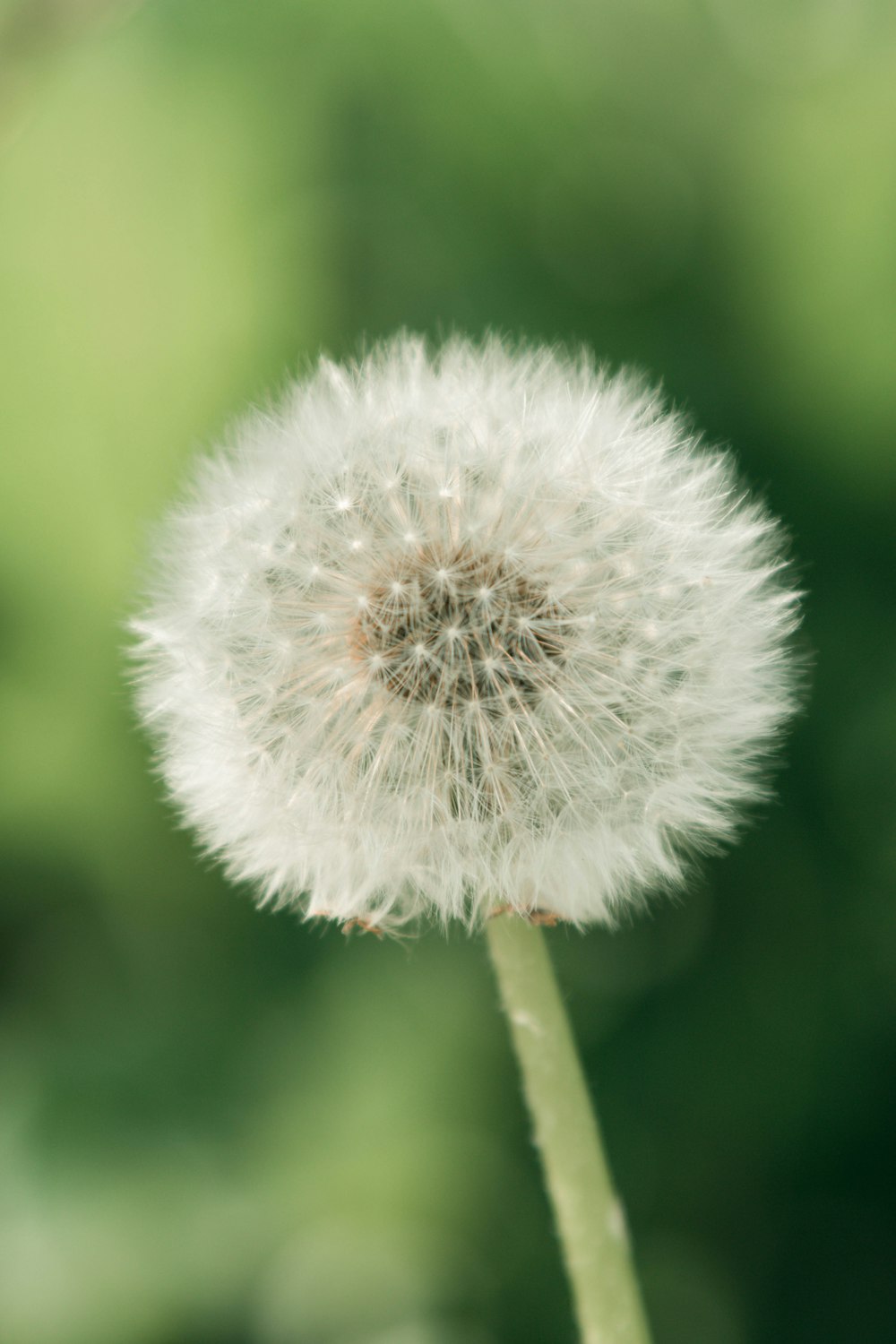 a close up of a dandelion with a blurry background