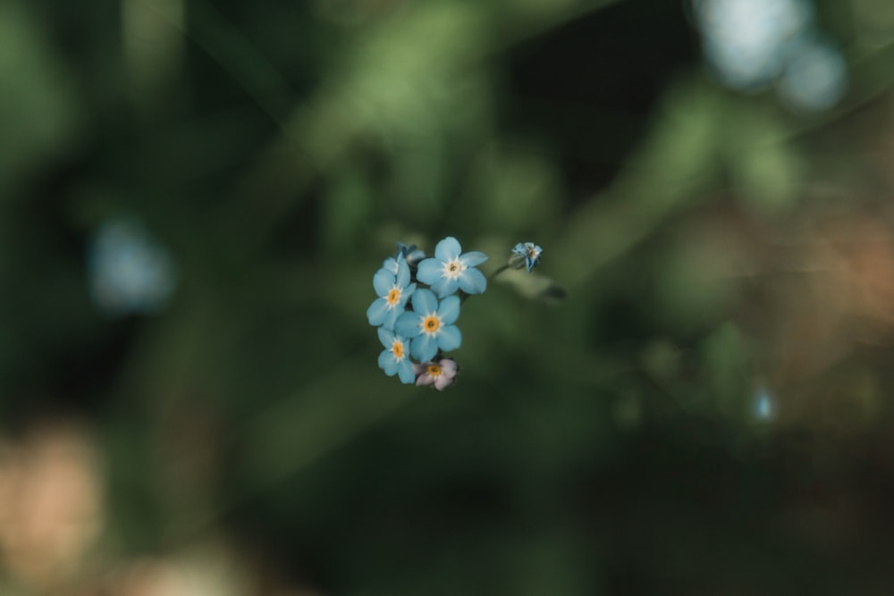 a small blue flower sitting on top of a green plant