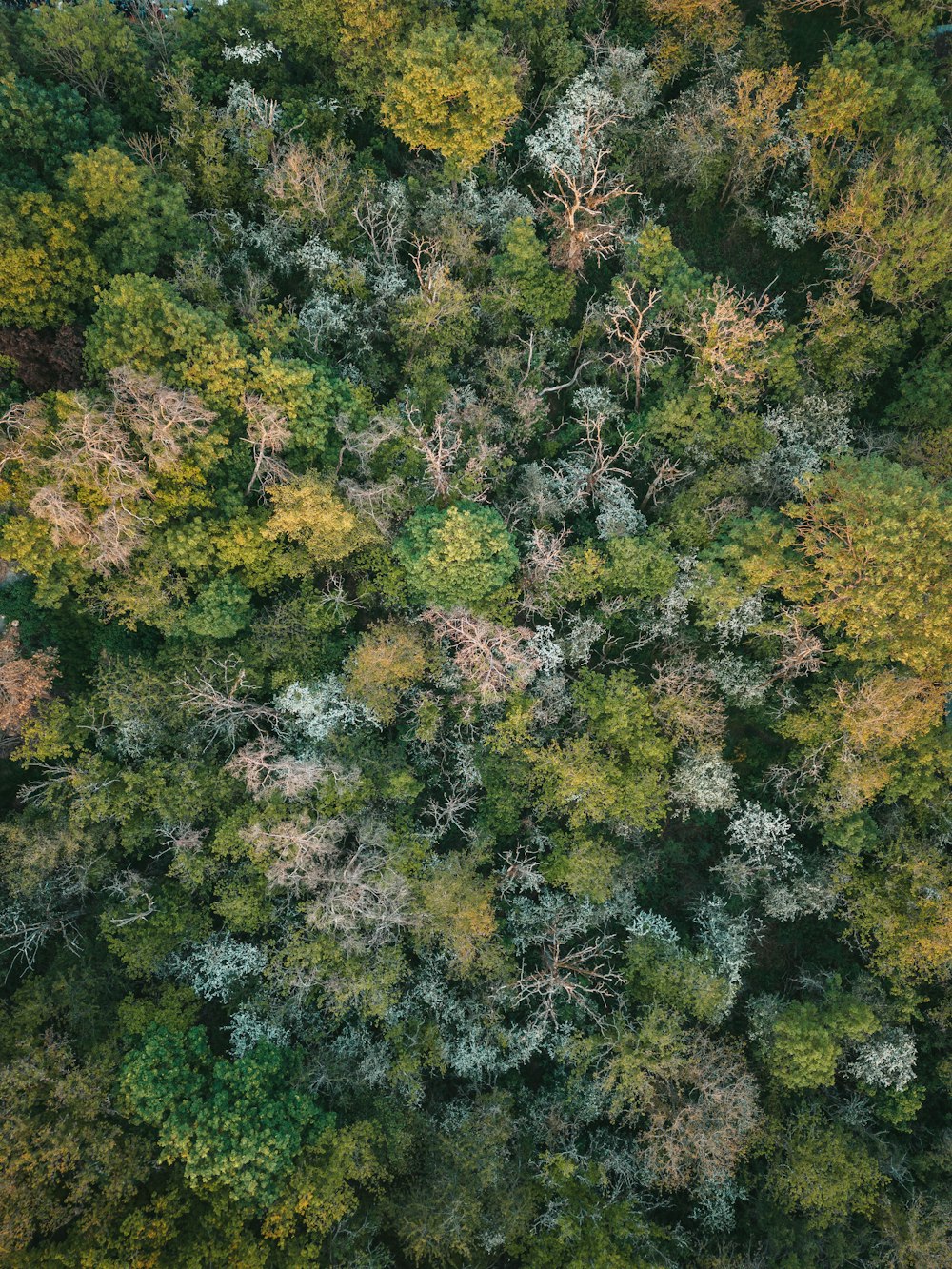 an aerial view of a forest with lots of trees