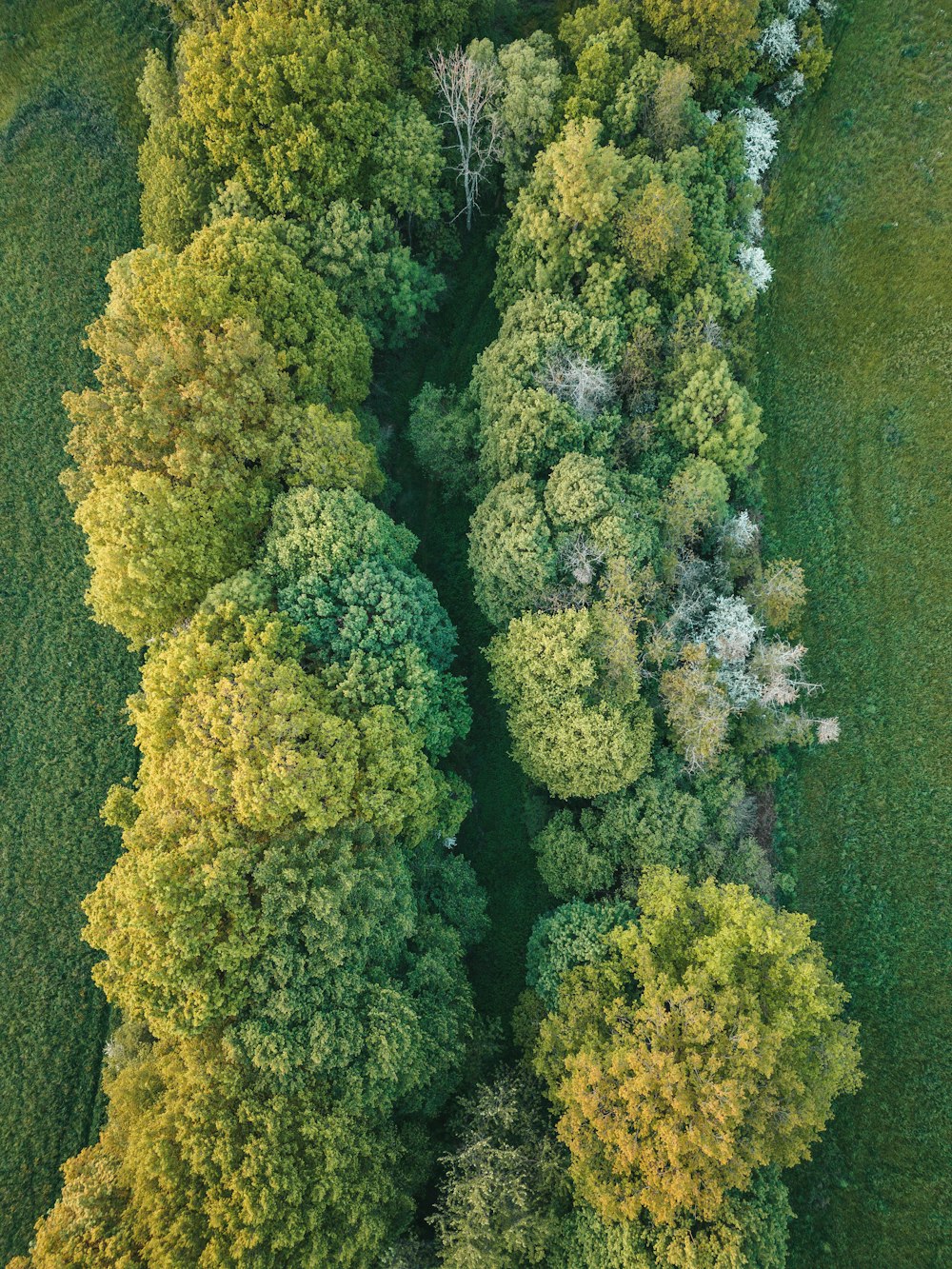 an aerial view of a green field with trees