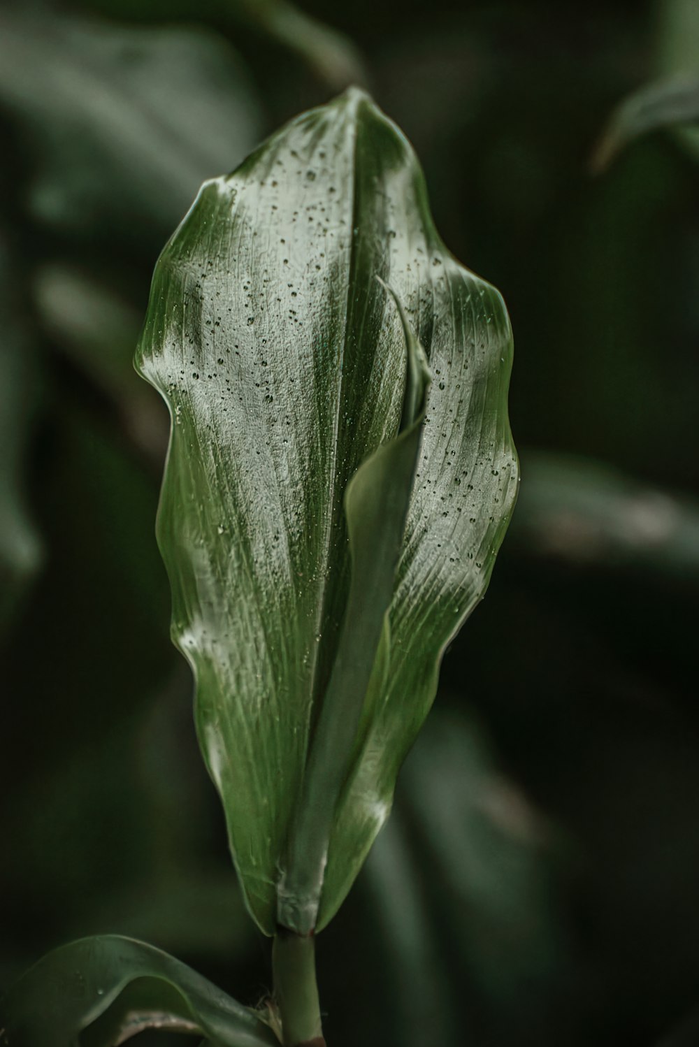 a green leaf with drops of water on it