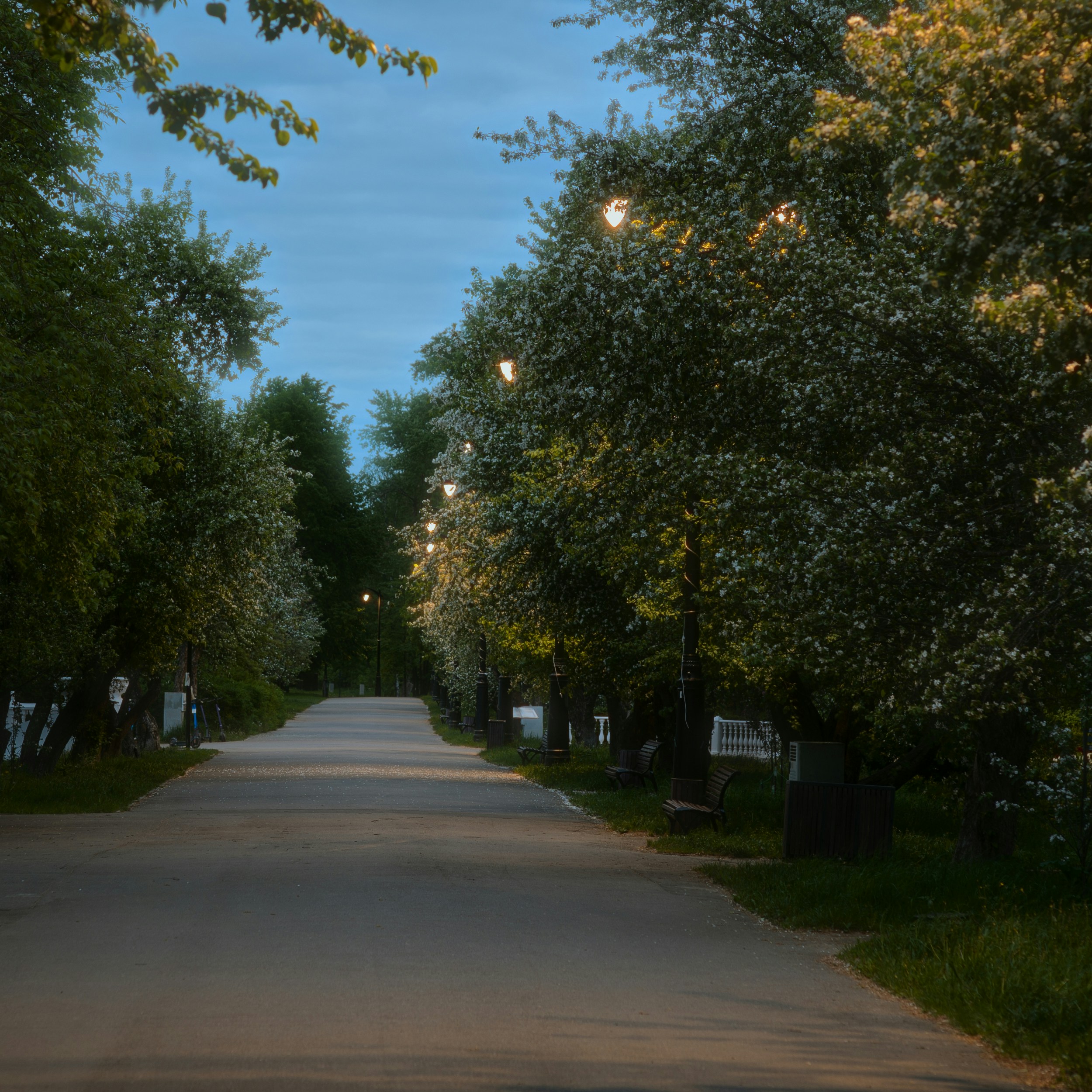 a street lined with lots of trees next to a park