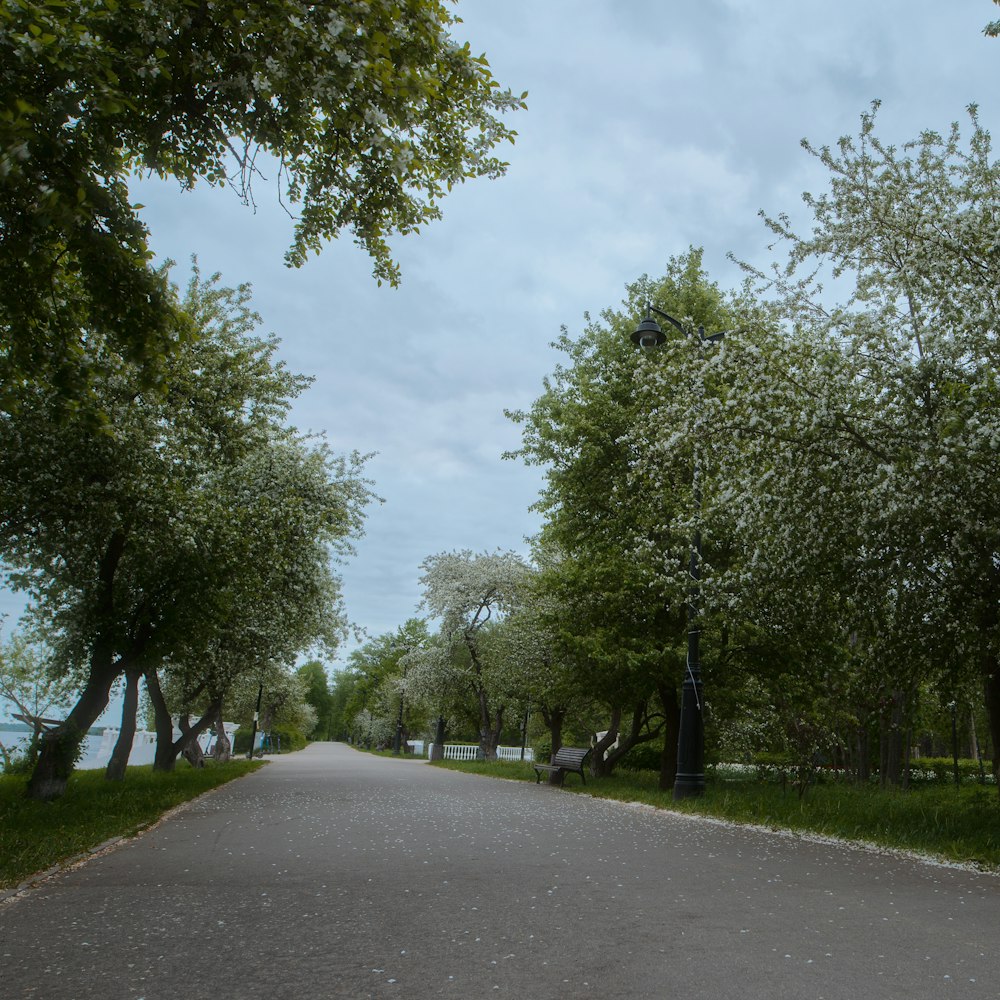 Una calle bordeada de árboles y bancos bajo un cielo nublado
