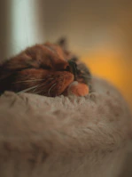 A close-up of a sleeping cat. The cat is snuggled comfortably on a soft, textured surface with its eyes closed. The lighting is warm and muted, creating a cozy atmosphere.