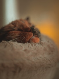 Close-up of a cat comfortably resting in a cozy home setting with gentle lighting.
