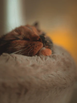 A close-up of a sleeping cat. The cat is snuggled comfortably on a soft, textured surface with its eyes closed. The lighting is warm and muted, creating a cozy atmosphere.