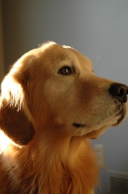 A close-up photograph of a golden retriever with soulful eyes in natural light.