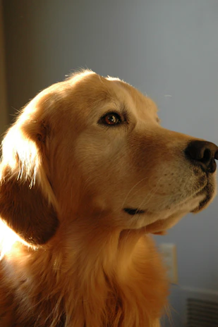 Close-up of a golden retriever-themed illuminated shadow box, softly lit to highlight intricate details.