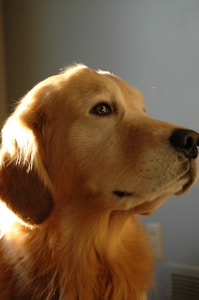 Golden Retriever Portrait