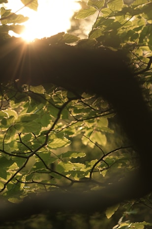 Soft rays of sunlight filtering through the leaves, casting dancing shadows on the earth.