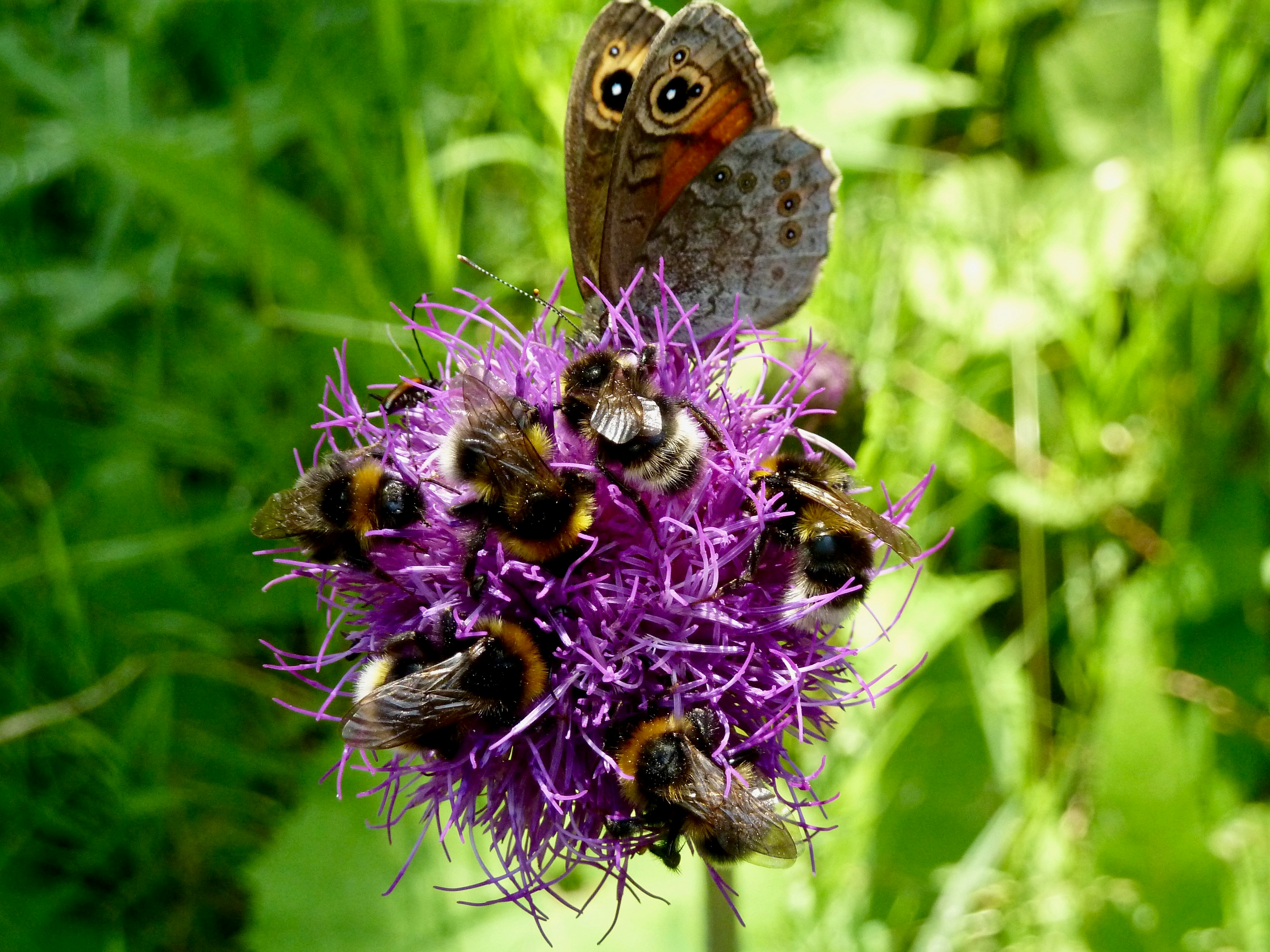 a group of bees sitting on top of a purple flower