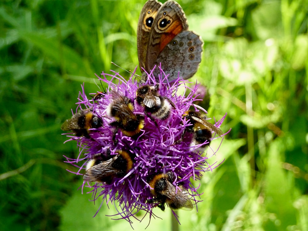 a group of bees sitting on top of a purple flower