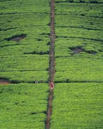 Tourists enjoying a guided walk through a vibrant spice farm.