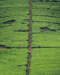 A small group of travelers exploring a lush tea plantation with a local guide.