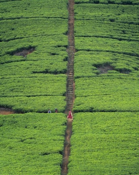 A small group of travelers exploring a lush tea plantation with a local guide.