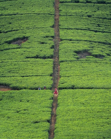 Visitors walking along a narrow path surrounded by rows of vibrant tea plants.