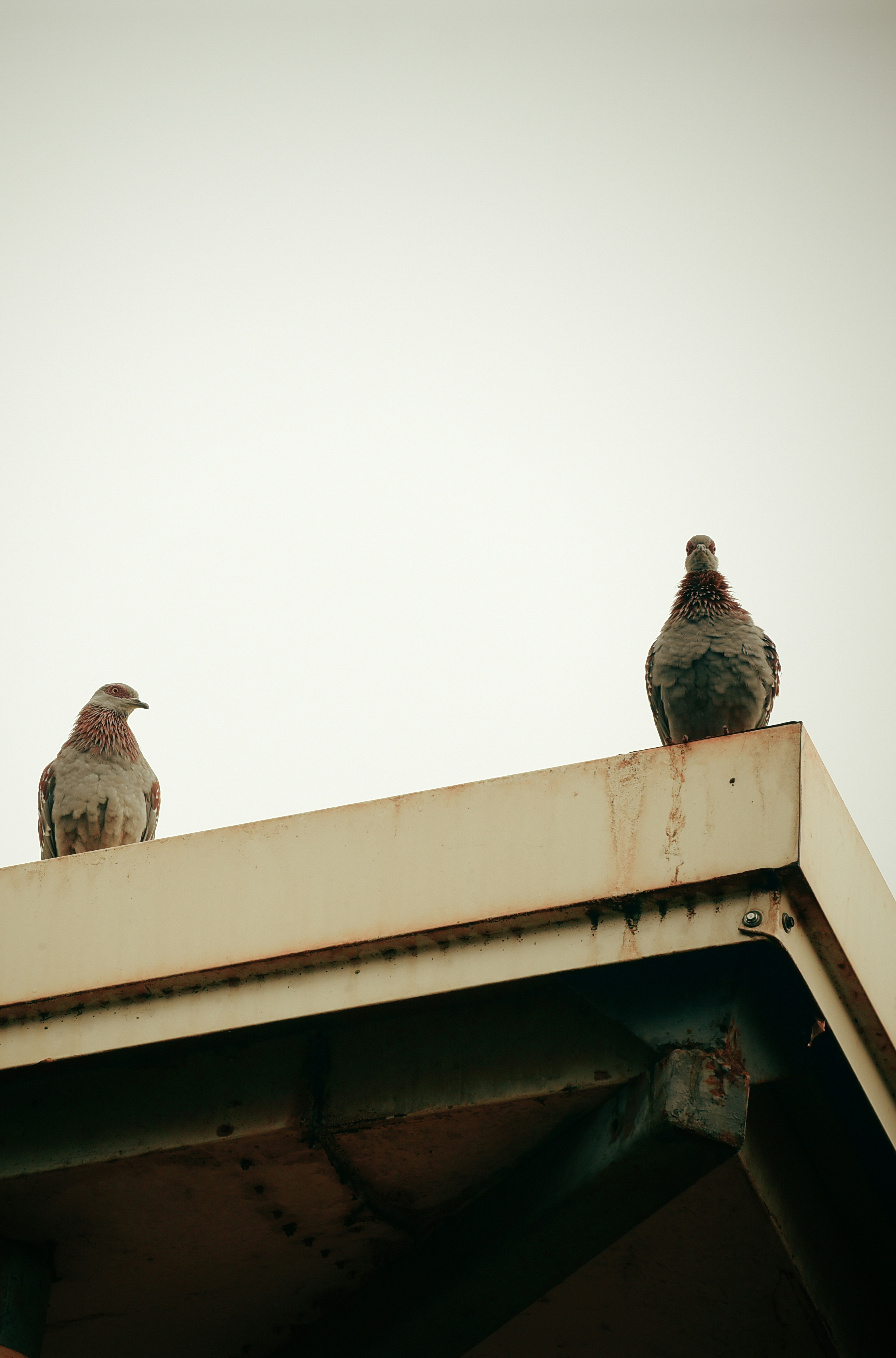 Photo by stevecameup