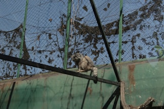 A raccoon is perched on a structure inside an enclosure made of metal mesh. The enclosure has green painted metal beams and appears to be outdoors with blue sky visible through the mesh. The silhouette of foliage is visible, possibly casting shadows or clinging to the mesh.