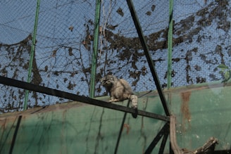 A raccoon is perched on a structure inside an enclosure made of metal mesh. The enclosure has green painted metal beams and appears to be outdoors with blue sky visible through the mesh. The silhouette of foliage is visible, possibly casting shadows or clinging to the mesh.