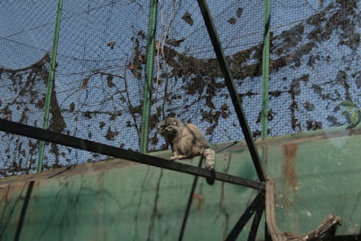 A raccoon is perched on a structure inside an enclosure made of metal mesh. The enclosure has green painted metal beams and appears to be outdoors with blue sky visible through the mesh. The silhouette of foliage is visible, possibly casting shadows or clinging to the mesh.