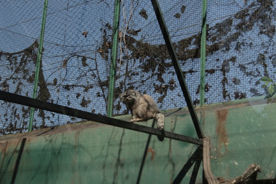 A raccoon is perched on a structure inside an enclosure made of metal mesh. The enclosure has green painted metal beams and appears to be outdoors with blue sky visible through the mesh. The silhouette of foliage is visible, possibly casting shadows or clinging to the mesh.