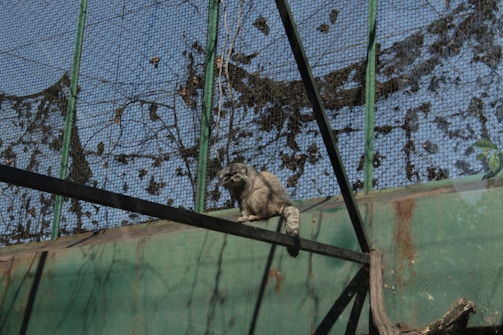 A raccoon is perched on a structure inside an enclosure made of metal mesh. The enclosure has green painted metal beams and appears to be outdoors with blue sky visible through the mesh. The silhouette of foliage is visible, possibly casting shadows or clinging to the mesh.