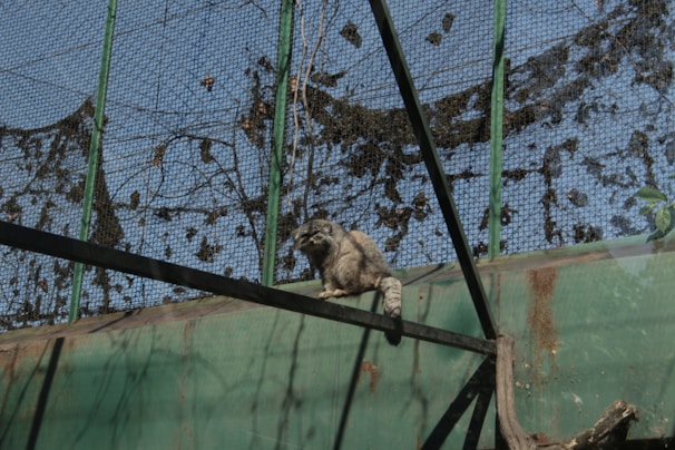A raccoon is perched on a structure inside an enclosure made of metal mesh. The enclosure has green painted metal beams and appears to be outdoors with blue sky visible through the mesh. The silhouette of foliage is visible, possibly casting shadows or clinging to the mesh.