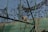 A raccoon is perched on a structure inside an enclosure made of metal mesh. The enclosure has green painted metal beams and appears to be outdoors with blue sky visible through the mesh. The silhouette of foliage is visible, possibly casting shadows or clinging to the mesh.
