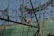 A raccoon is perched on a structure inside an enclosure made of metal mesh. The enclosure has green painted metal beams and appears to be outdoors with blue sky visible through the mesh. The silhouette of foliage is visible, possibly casting shadows or clinging to the mesh.