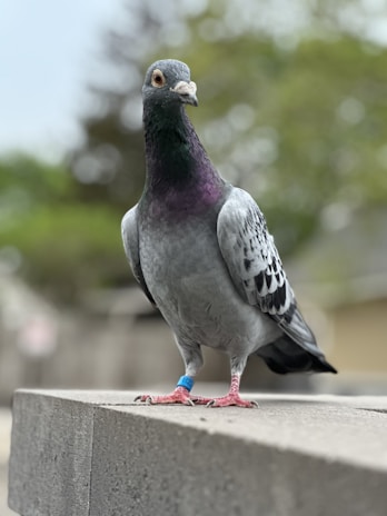 A pigeon with a mix of grey, purple, and green feathers is standing on a concrete ledge. It has distinct black and white markings on its wings and a blue identification band on its right leg. The background is blurred with hints of green foliage and a building structure.
