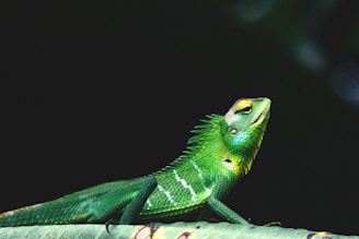 a green lizard sitting on top of a leaf
