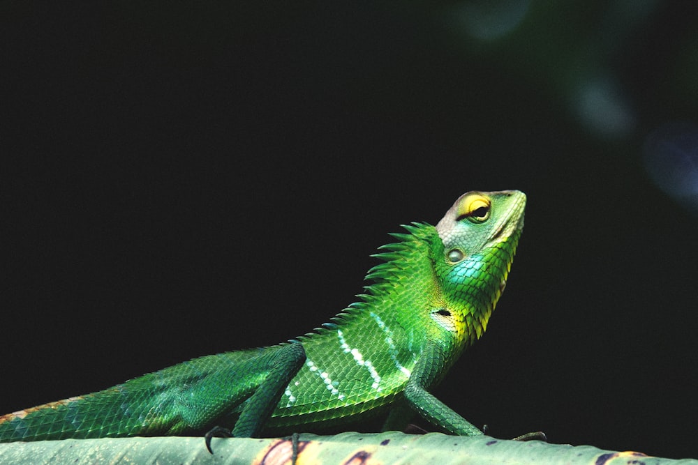 a green lizard sitting on top of a leaf
