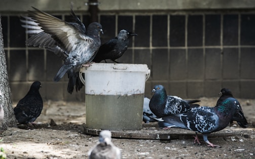 Several pigeons are gathered around a bucket, with one in mid-flight ready to land. The ground is covered in dirt, and a tree trunk is visible on the left side. The background features a tiled wall with muted colors.