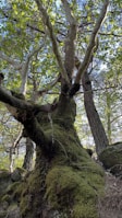Group meditation under a large ancient tree with dappled sunlight filtering through leaves.