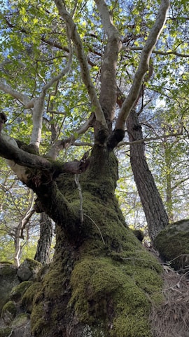 Group meditation under a large ancient tree with dappled sunlight filtering through leaves.