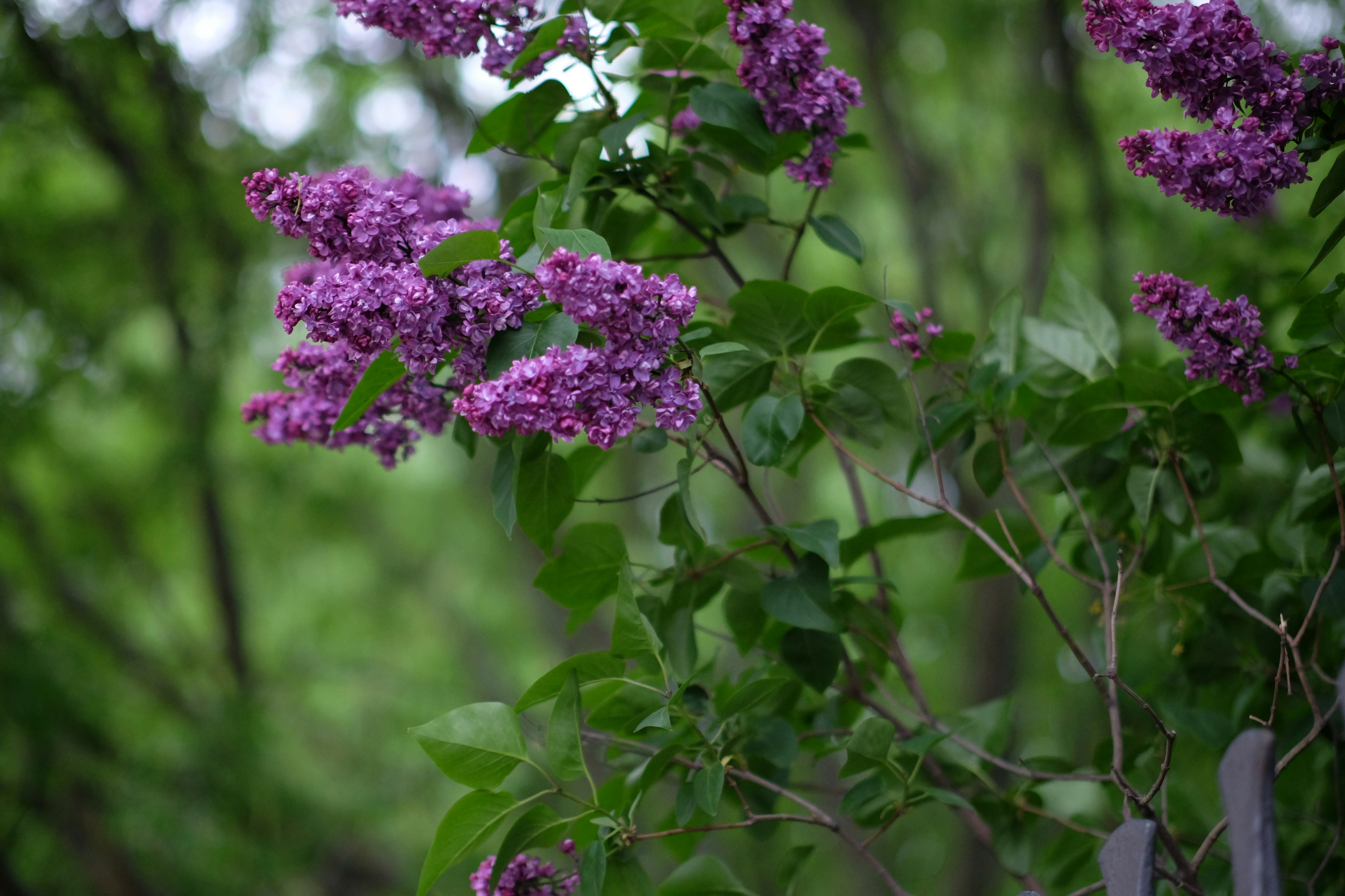 Photo by joydeeproni